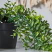 Home Collections Garland In A Black Pot