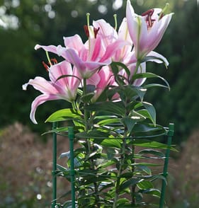 Jardin Plant Support Stakes 3 Piece x3