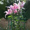  Jardin Plant Support Stakes 3 Piece x3