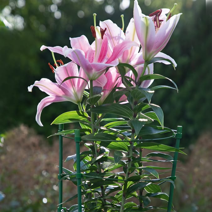  Jardin Plant Support Stakes 3 Piece x3