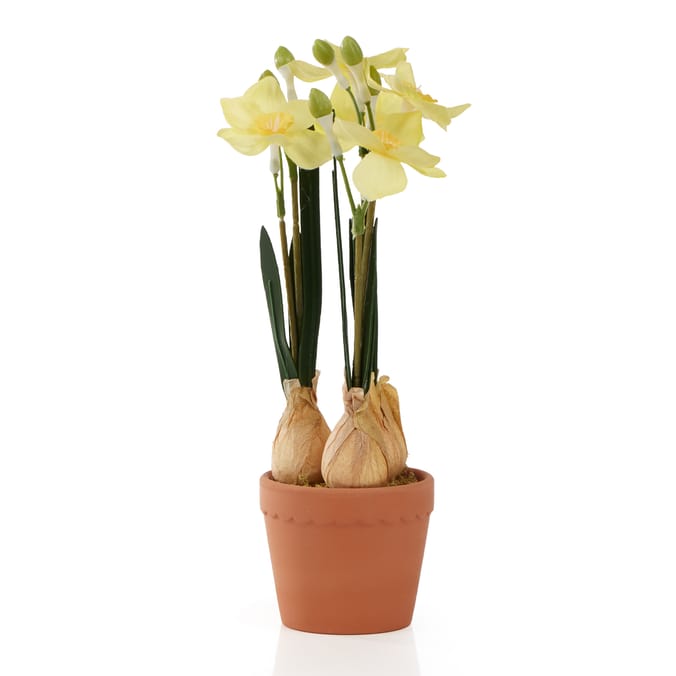 Home Collections Daffodil In Pot