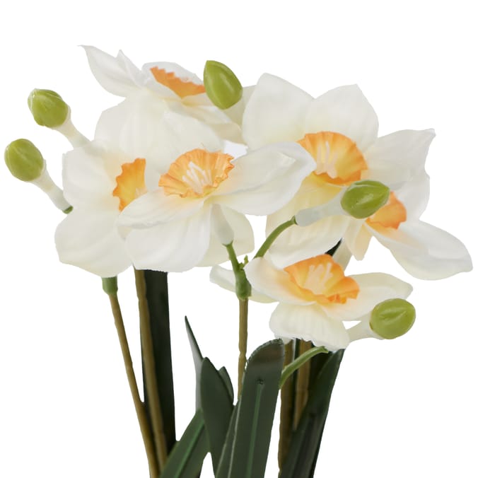 Home Collections Daffodil In Pot