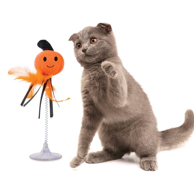 My Pets Halloween Cat Teaser - Pumpkin