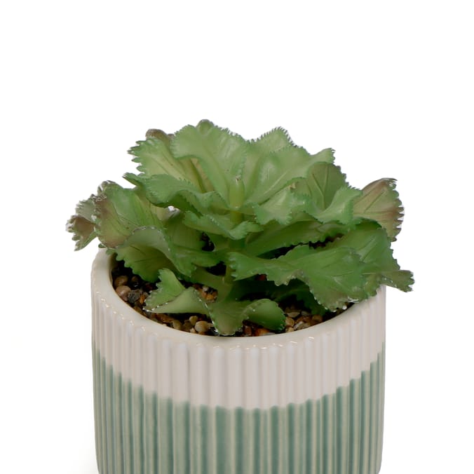 Home Collections Succulent In Pot