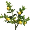 The Outdoor Edit Mediterranean Artificial Pear Tree