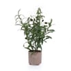 The Lifestyle Edit Olive Tree In Ceramic Pot