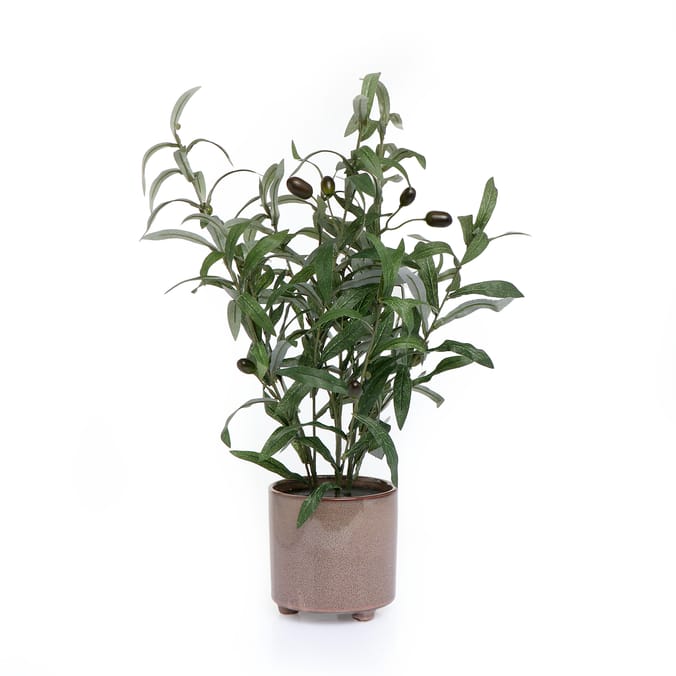 The Lifestyle Edit Olive Tree In Ceramic Pot