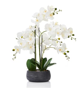 Home Collections Real Touch Orchid In Black Pot
