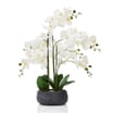 Home Collections Real Touch Orchid In Black Pot