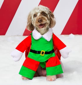 Chester's Pet Costume - Elf