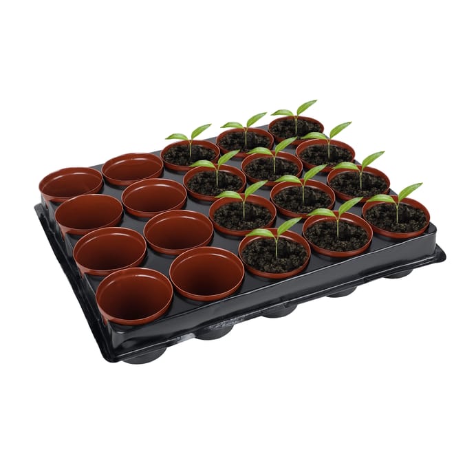 Jardin 20 Mini Place Pots In A Tray