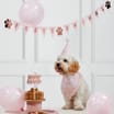 Let's Party Pet Birthday Kit