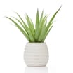 Home Collections Aloe In Ceramic Pot