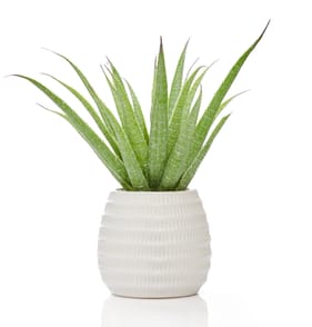 Home Collections Aloe In Ceramic Pot 