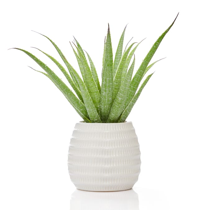 Home Collections Aloe In Ceramic Pot