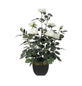 Jardin Rose Tree 60cm - White