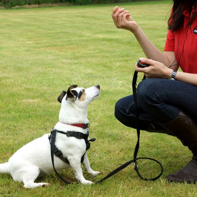 Mikki Dog Training Clikka Clicker
