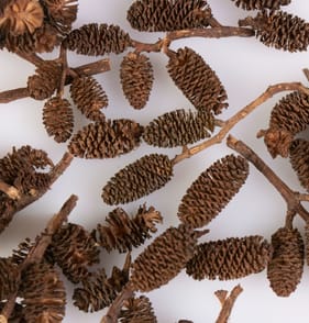 Festive Feeling Craft Accessories - Mini Pine Cones
