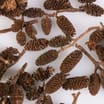 Festive Feeling Craft Accessories - Mini Pine Cones