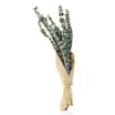 Home Collections Eucalyptus Bouquet