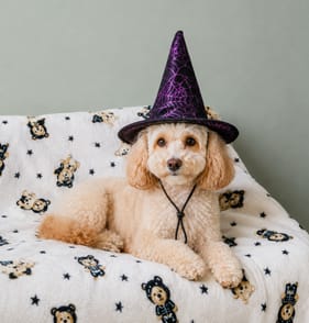My Pets Halloween Pet Dress-up - Witch Hat