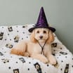 My Pets Halloween Pet Dress-up - Witch Hat