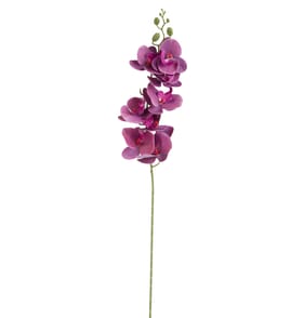 Home Collections Butterfly Orchid Pick - Purple