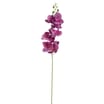 Home Collections Butterfly Orchid Pick