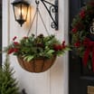 Festive Feeling Hanging Basket
