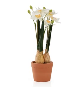Home Collections Daffodil In Pot - White 