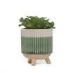 Home Collections Succulent In Pot