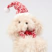 Sleigh Bells Sitting Dog Plus - Hat