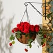 Jardin Geranium Hanging Basket