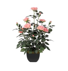 Jardin Rose Tree 60cm - Pink