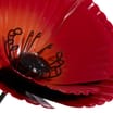 Jardin Metal Poppy Stake