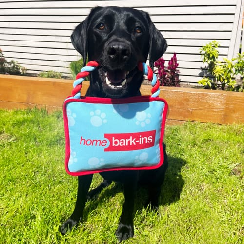 Home bargains dog toys shop