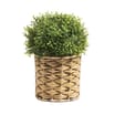 Home Collections Mini Buxus Ball In Willow Pot