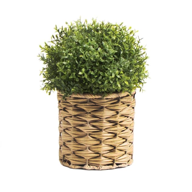 Home Collections Mini Buxus Ball In Willow Pot Home Bargains