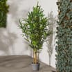 Jardin Faux Bamboo Plant in Grey Pot