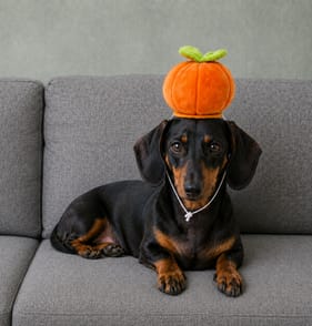 My Pets Halloween Pet Dress-up - Pumpkin
