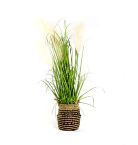 Home Collections Pampas Grass In Belly Basket
