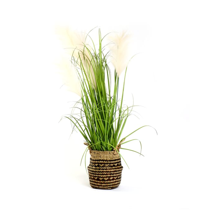 Home Collections Pampas Grass In Belly Basket