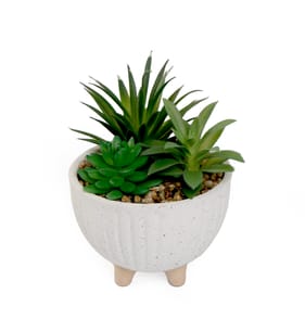 Home Collections Ceramic Potted Foliage