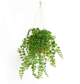 Home Collections Artificial Hanging Plant Basket