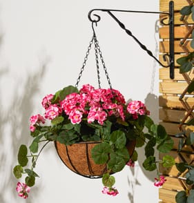 Jardin Geranium Hanging Basket - Pink