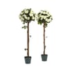 Jardin 4ft Artificial Rose Tree - White x2