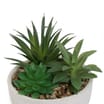 Home Collections Ceramic Potted Foliage