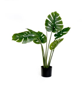 Home Collections Banana Leaf Plant