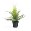 Home Collections Fern In Black Pot
