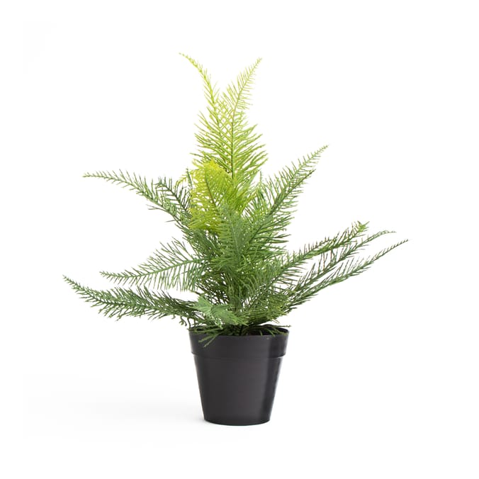 Home Collections Fern In Black Pot